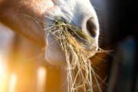 horse_eating_hay
