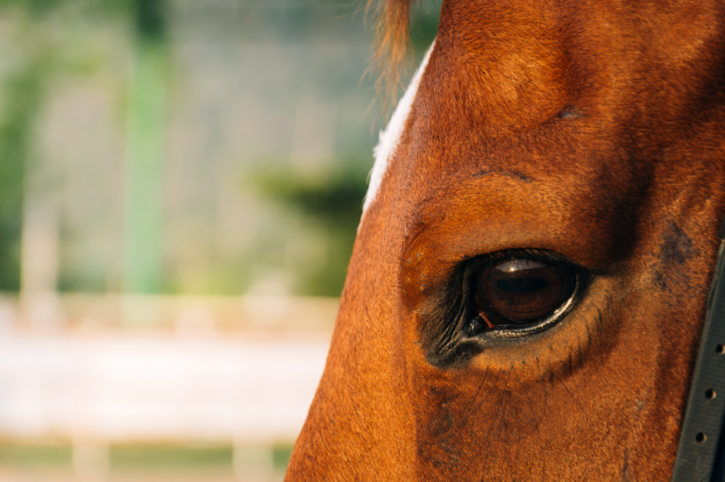 Tranquil for horses, nutritional tonics for horses